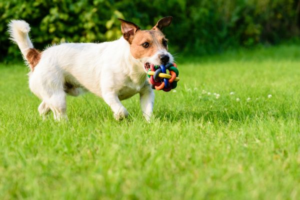 Pet Fence Installation